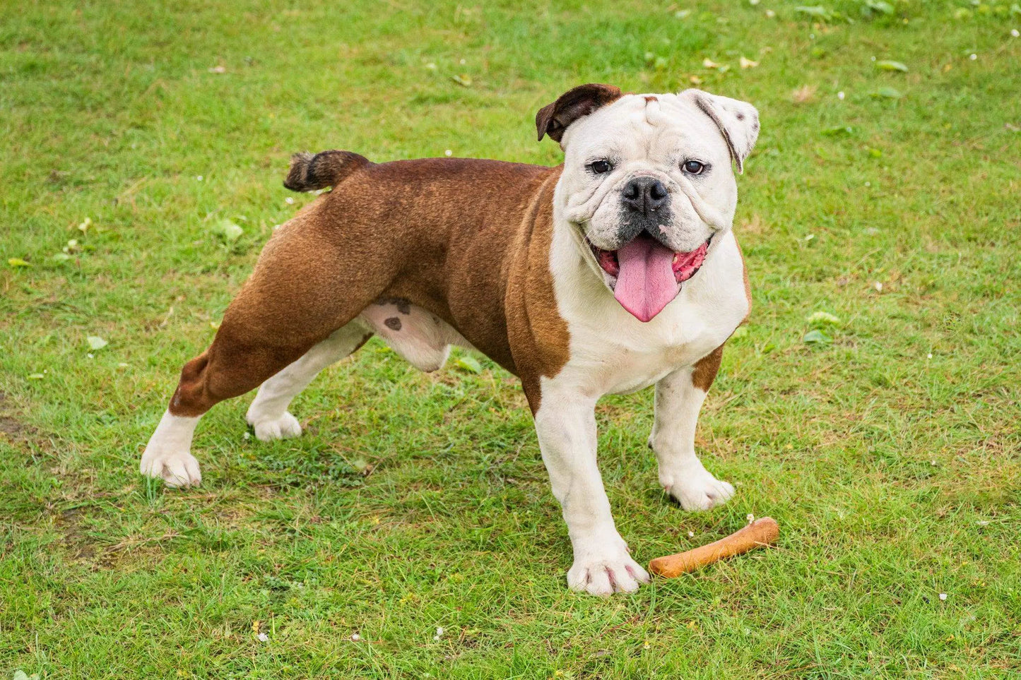 Olibone – Handmade Olive Wood Dog Chew Toy (Natural, Durable & Safe – 3 Sizes)
