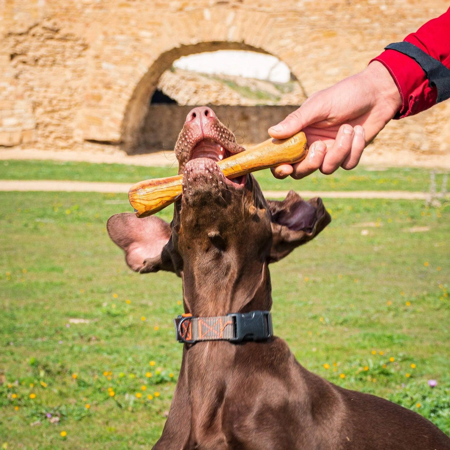 Olibone – Handmade Olive Wood Dog Chew Toy (Natural, Durable & Safe – 3 Sizes)