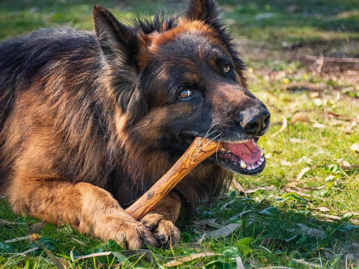Olive Wood Dog Chew Toy – 3 Sizes, product view 4 of 26