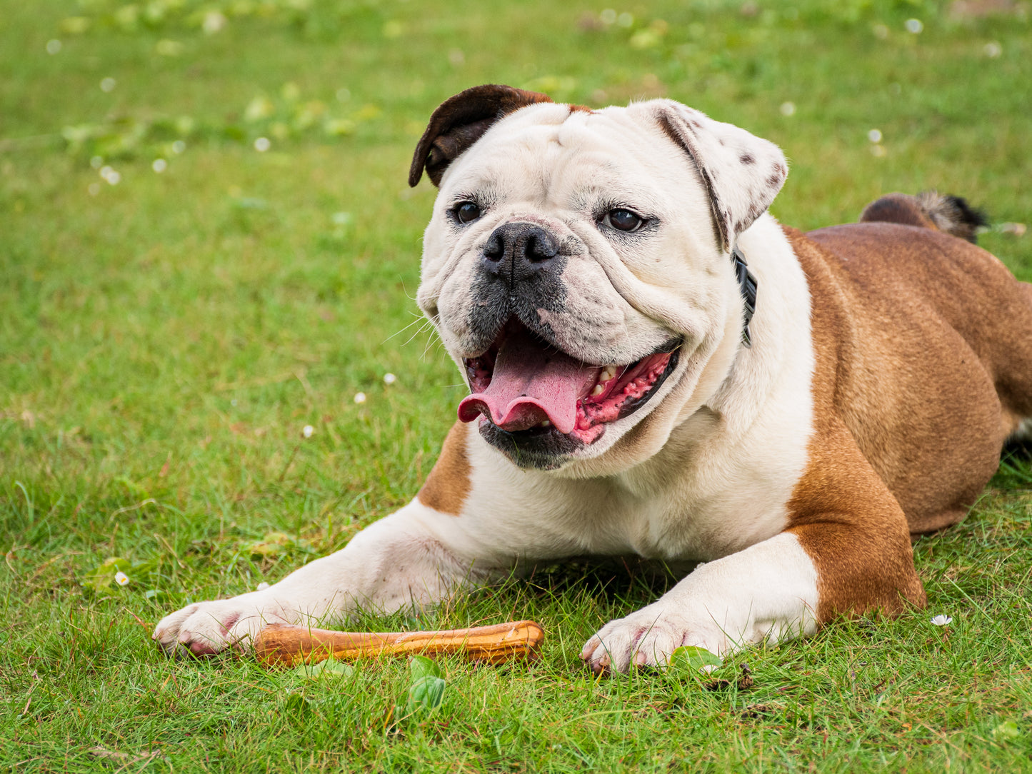 Olibone Olive Wood Dog Toy - 3 Sizes