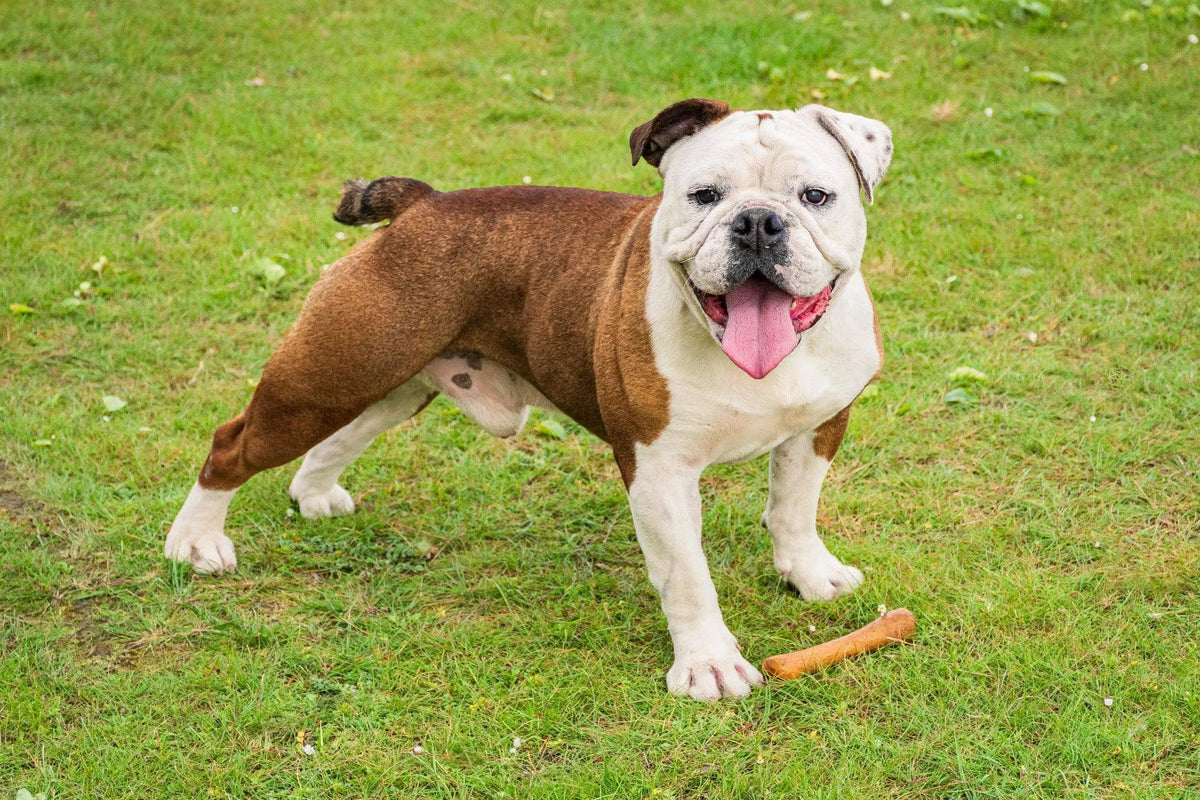 Olibone – Handmade Olive Wood Dog Chew Toy (Natural, Durable & Safe – 3 Sizes)