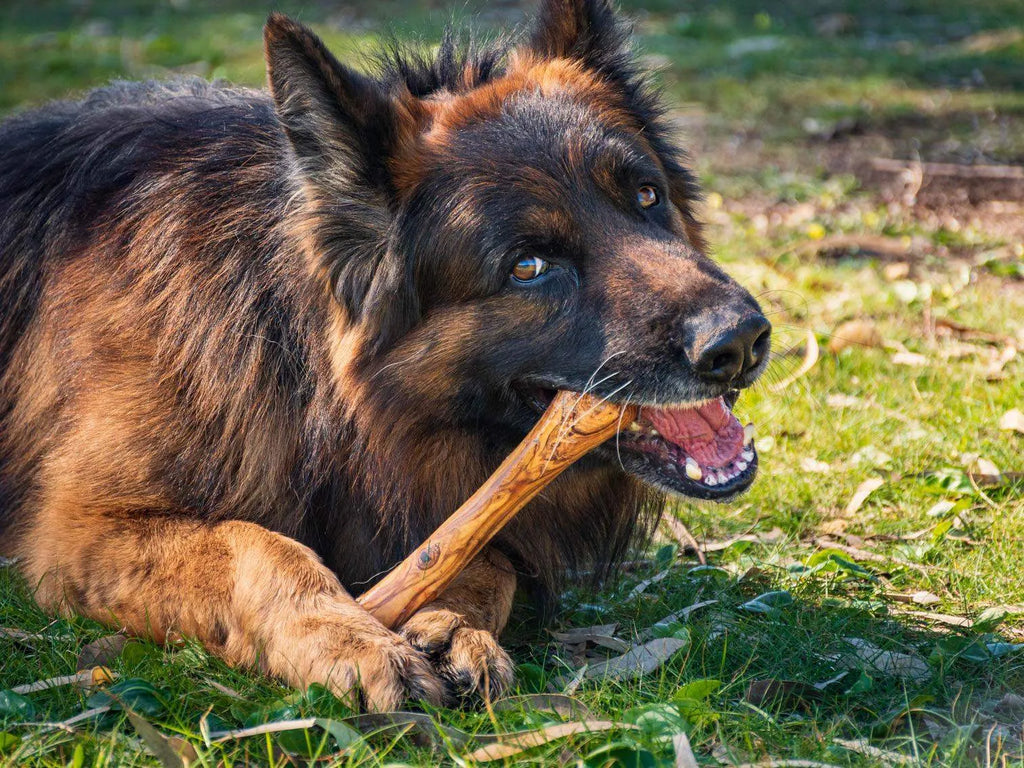 Olibone – Handmade Olive Wood Dog Chew Toy (Natural, Durable & Safe – 3 Sizes)