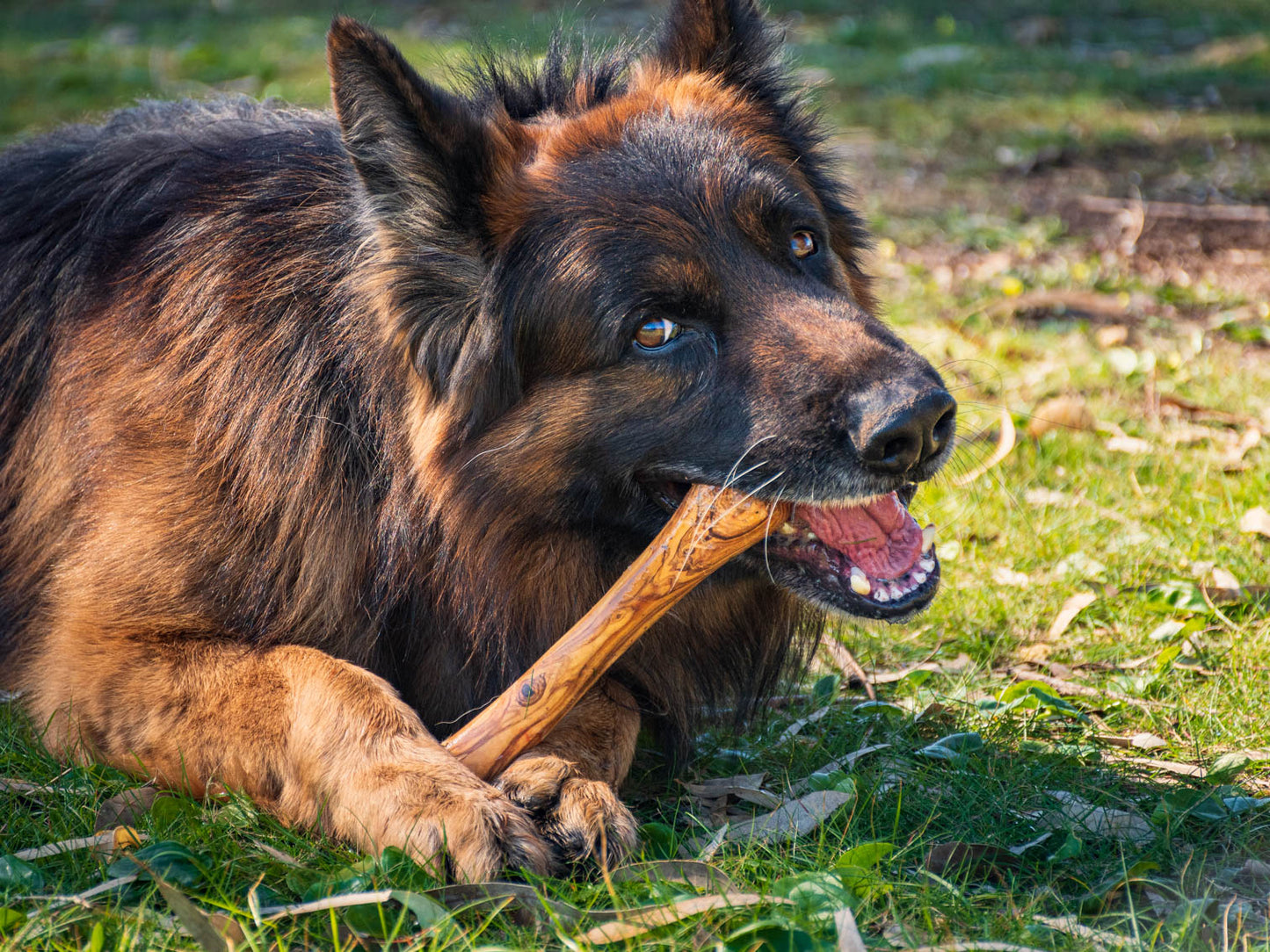 Darido Olibone Olive Wood Dog Toy | 3 sizes |  Safe, Sustainable, and Durable