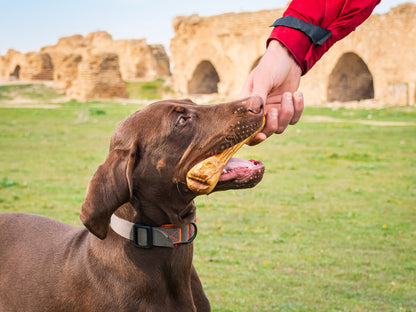 Darido Olibone Olive Wood Dog Toy | 3 sizes | Safe, Sustainable, and Durable