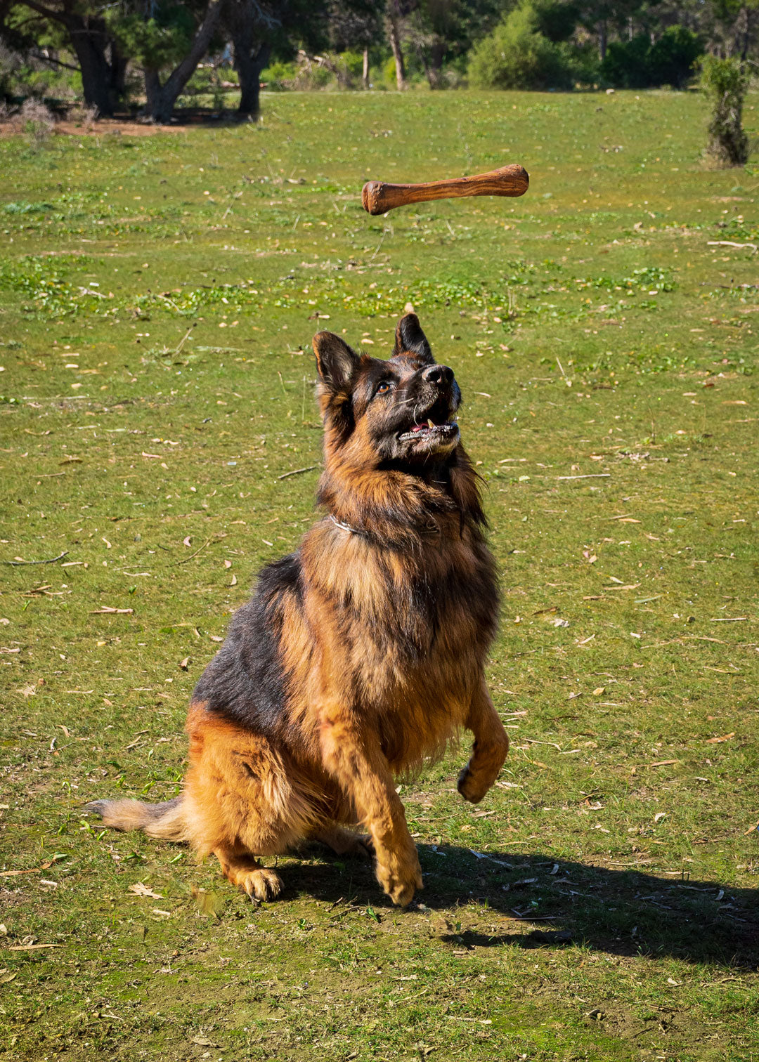 Darido Olibone Olive Wood Dog Toy | 3 sizes | Safe, Sustainable, and Durable