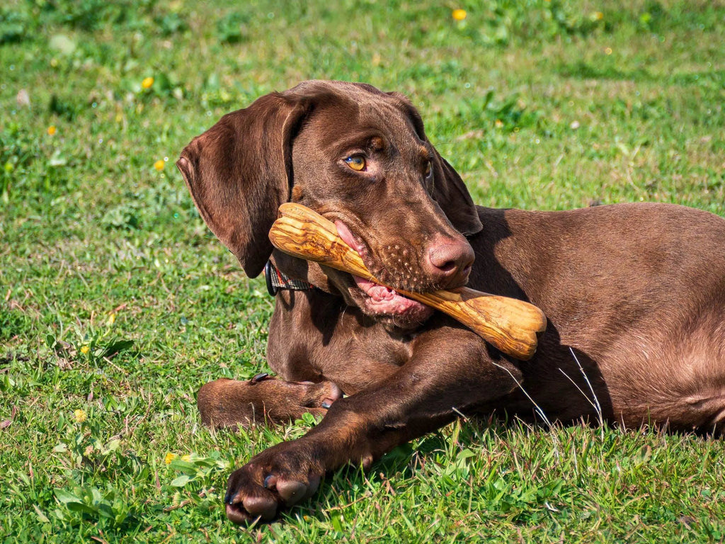 Olibone – Handmade Olive Wood Dog Chew Toy (Natural, Durable & Safe – 3 Sizes)