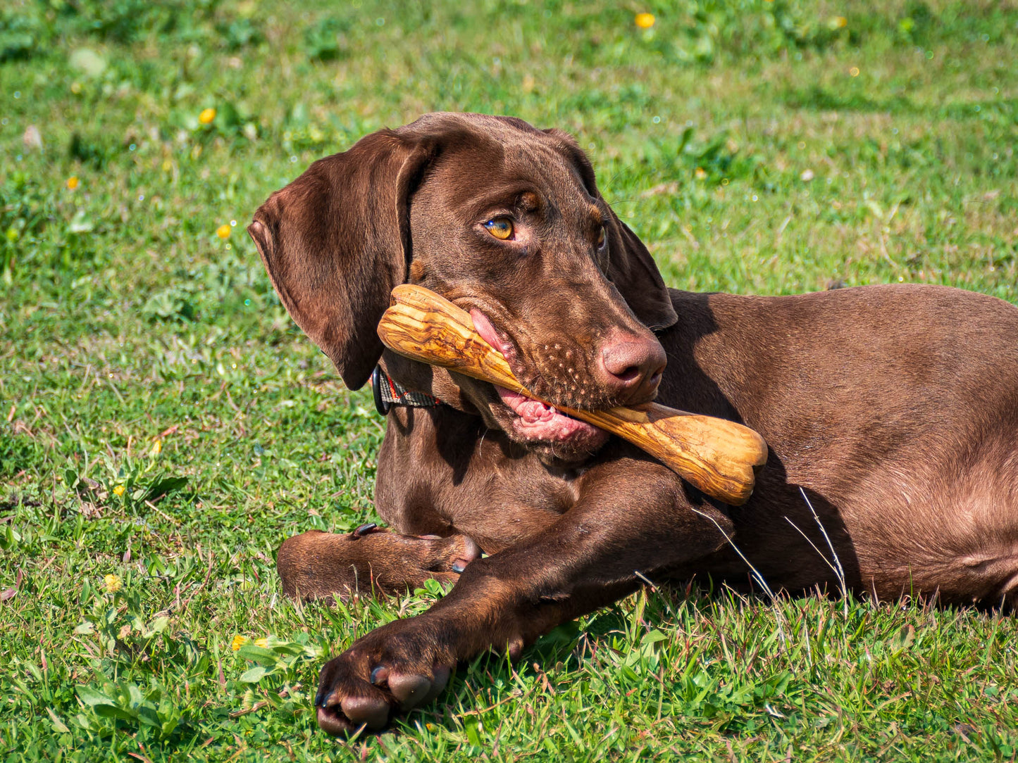 Darido Olibone Olive Wood Dog Toy | 3 sizes | Safe, Sustainable, and Durable